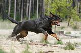 ROTTWEILER 279